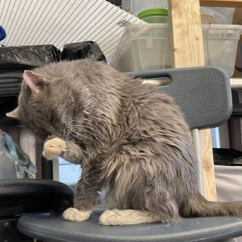 Domestic Long Hair Cats Available for Adoption in Roanoke, Virginia - Scruffy | PetCurious