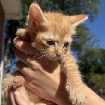 Simba -  Domestic Short Hair Cat for Adoption in North Canton, Ohio - Simba | PetCurious