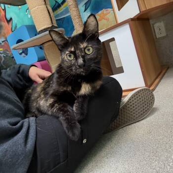 Rescue Tortoiseshell Cats for Adoption in Newport Beach, California - Blaze | PetCurious