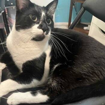 Domestic Short Hair Cats Available for Adoption - Oreo | PetCurious
