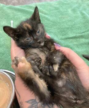 Stacy -  Dilute Tortoiseshell Cat for Adoption in St. Augustine, Florida - Stacy | PetCurious