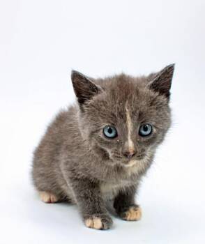 Domestic Short Hair Cats Available for Adoption in Morton Grove, Illinois - Ballad | PetCurious