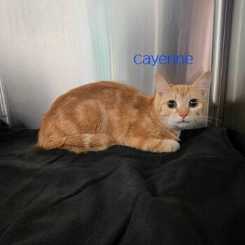 Cayenne -  Domestic Short Hair Cat for Adoption in Parkersburg, West Virginia - Cayenne | PetCurious