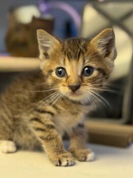 Squirrel -  Domestic Short Hair Cat for Adoption in Lockhart, Texas - Squirrel | PetCurious