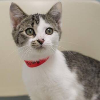 Shania -  Domestic Short Hair Cat for Adoption in Verona, Wisconsin - Shania | PetCurious