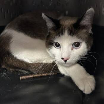 Domestic Short Hair Cats Available for Adoption in Salt Lake City, Utah - Moby | PetCurious