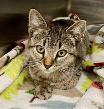 Winifred -  Domestic Short Hair Cat for Adoption in Monson, Massachusetts - Winifred | PetCurious