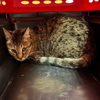 Dinky -  Domestic Short Hair Cat for Adoption in Ottawa, Kansas - Dinky | PetCurious