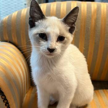 Cicada -  Siamese and Domestic Short Hair Cat for Adoption in Granville, Ohio - Cicada | PetCurious