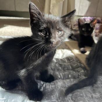 Burger -  Domestic Short Hair Cat for Adoption in Bedford, New Hampshire - Burger | PetCurious