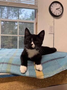Rescue Tuxedo Cats for Adoption - Niall | PetCurious