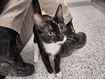 Domestic Short Hair Cats Available for Adoption - Charlie | PetCurious