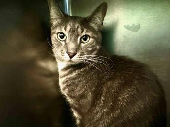 SNUGGLES -  Domestic Short Hair Cat for Adoption in Boston, Massachusetts - SNUGGLES | PetCurious