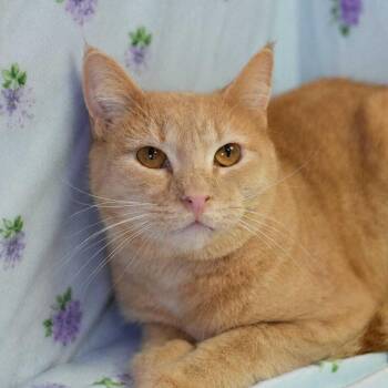Nemo -  Domestic Short Hair Cat for Adoption in Wheaton, Illinois - Nemo | PetCurious