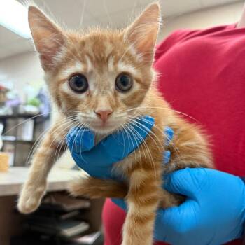 Domestic Short Hair Cats Available for Adoption - Felix | PetCurious