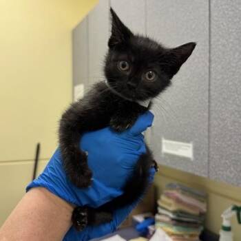 Canopus -  Domestic Short Hair Cat for Adoption in Richmond, Virginia - Canopus | PetCurious