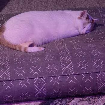 Gemma -  Domestic Short Hair Cat for Adoption in Buffalo, New York - Gemma | PetCurious