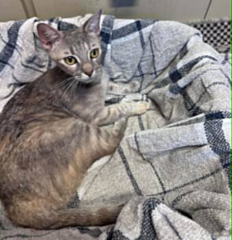 KitKat -  Tabby Cat for Adoption in Trophy Club, Texas - KitKat | PetCurious