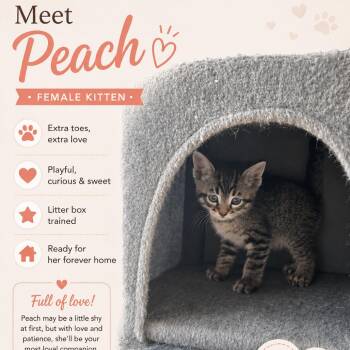 Extra Toes Cat Hemingway Polydactyl Cats Available for Adoption in Asher, Oklahoma - Peach | PetCurious