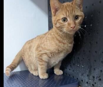 Domestic Short Hair Cats Available for Adoption - Cotton | PetCurious
