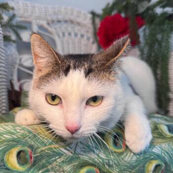 Domestic Short Hair Cats Available for Adoption in Eaton Rapids, Michigan - Pink Slip 55879 | PetCurious