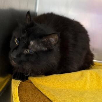 Reuben -  Domestic Long Hair Cat for Adoption in Council Bluffs, Iowa - Reuben | PetCurious