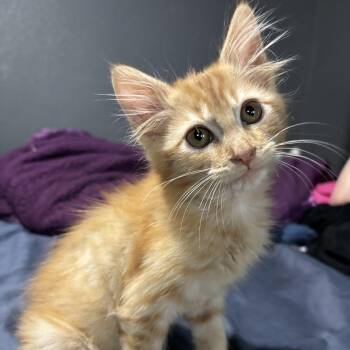Cheez-It -  Domestic Medium Hair Cat for Adoption in Bentonville, Arkansas - Cheez-It | PetCurious