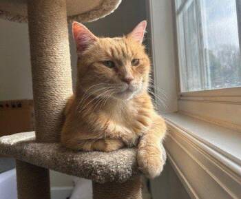 Matthew -  Domestic Short Hair Cat for Adoption in Raleigh, North Carolina - Matthew | PetCurious