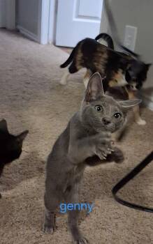Ginny -  Russian Blue and Domestic Short Hair Cat for Adoption in San Antonio, Texas - Ginny | PetCurious