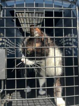 Domestic Short Hair Cats Available for Adoption in Fort Walton Beach, Florida - SOPHIE | PetCurious
