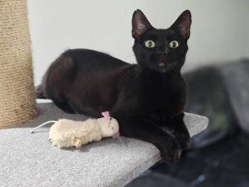 MerryLegs -  Domestic Short Hair Cat for Adoption in Syracuse, New York - MerryLegs | PetCurious