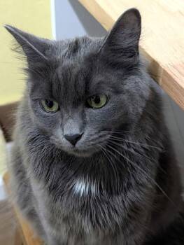 Domestic Long Hair and Russian Blue Cats Available for Adoption - Sterling | PetCurious