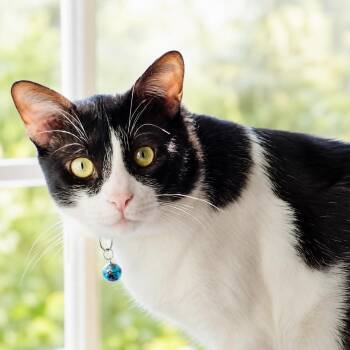 Bulan -  Tuxedo and Domestic Short Hair Cat for Adoption in San Antonio, Texas - Bulan | PetCurious
