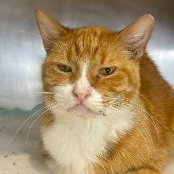 Rescue Domestic Medium Hair Cats for Adoption in Matteson, Illinois - Freddie | PetCurious