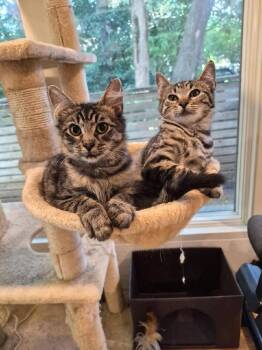 Lemon -  Tabby and Domestic Medium Hair Cat for Adoption in Dallas, Texas - Lemon | PetCurious