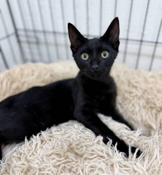 Kibby -  Domestic Short Hair Cat for Adoption in Sonora, California - Kibby | PetCurious