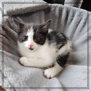 Domestic Short Hair Cats Available for Adoption in Monroe, Michigan - Sonic | PetCurious