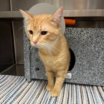 Ares -  Domestic Short Hair Cat for Adoption in League City, Texas - Ares | PetCurious