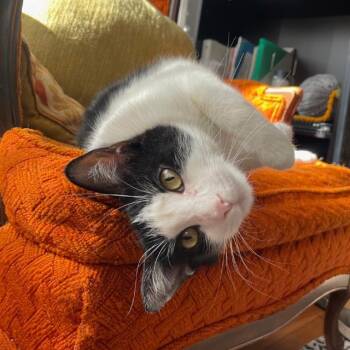 Domestic Short Hair Cats Available for Adoption - DOROTHY | PetCurious