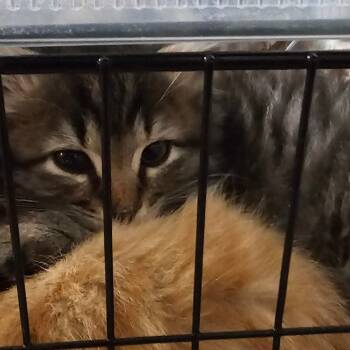 Rescue Domestic Long Hair Cats for Adoption in Shelbyville, Indiana - Chubs | PetCurious