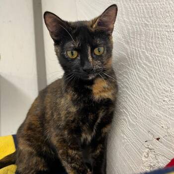 Mabel -  Domestic Short Hair Cat for Adoption in Renton, Washington - Mabel | PetCurious