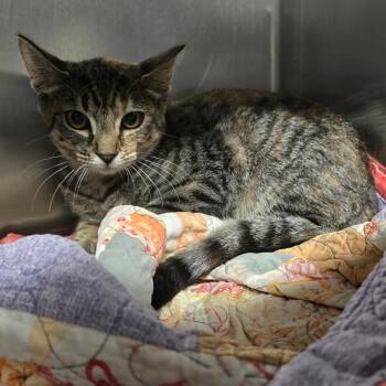 Matilda -  Domestic Short Hair Cat for Adoption in Spokane, Washington - Matilda | PetCurious