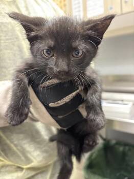 Domestic Short Hair Cats Available for Adoption in Las Vegas, Nevada - VEE | PetCurious