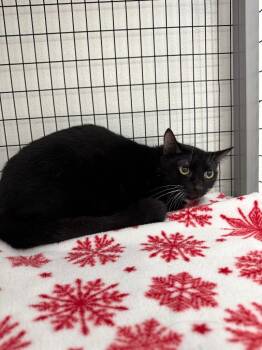 Stacy -  Domestic Short Hair Cat for Adoption in Brookings, Oregon - Stacy | PetCurious
