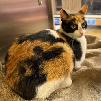 Hania -  Domestic Short Hair Cat for Adoption in Hemet, California - Hania | PetCurious