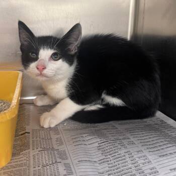 Luka -  Domestic Short Hair Cat for Adoption in Auburn, Alabama - Luka | PetCurious