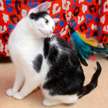 Domestic Short Hair Cats Available for Adoption - Meowmeow | PetCurious