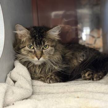 Hootie -  Domestic Long Hair Cat for Adoption in Glenwood Springs, Colorado - Hootie | PetCurious