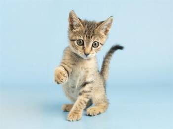 Domestic Short Hair Cats Available for Adoption in Phoenix, Arizona - VENUS | PetCurious