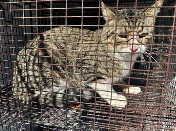 Domestic Short Hair Cats Available for Adoption - A650246 | PetCurious